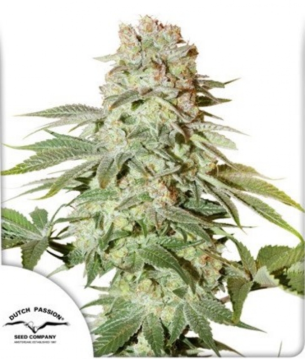  Auto Power Plant Feminised Cannabis Seeds | Dutch Passion
