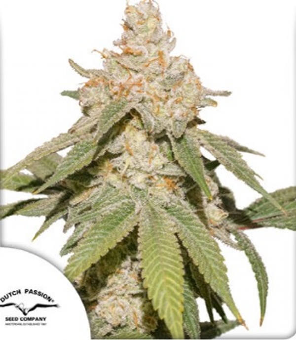 Auto SFV OG Feminised Cannabis Seeds | Dutch Passion