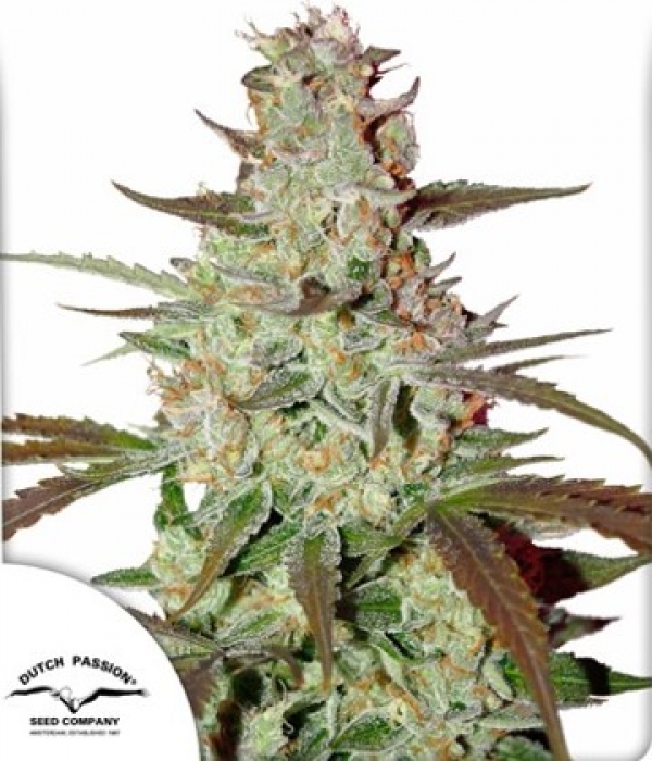 Blue Auto Mazar Feminised Cannabis Seeds | Dutch Passion 