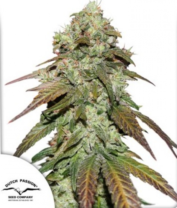CBD Mazar Feminised Cannabis Seeds | Dutch Passion