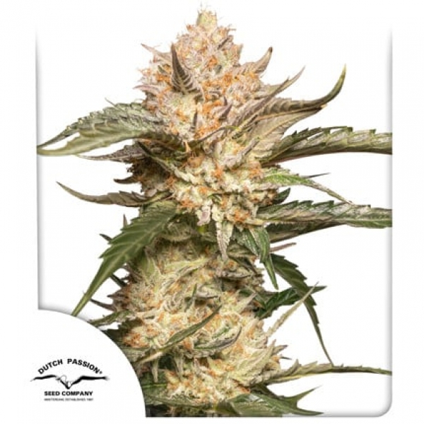 AutoTrichome and Cream Feminised Cannabis Seeds | Dutch Passion AutoTrichome and Cream Feminised Cannabis Seeds | Dutch Passion