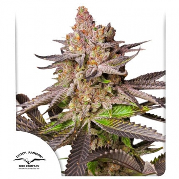 Melonade Runtz Auto Feminised Cannabis Seeds | Dutch Passion