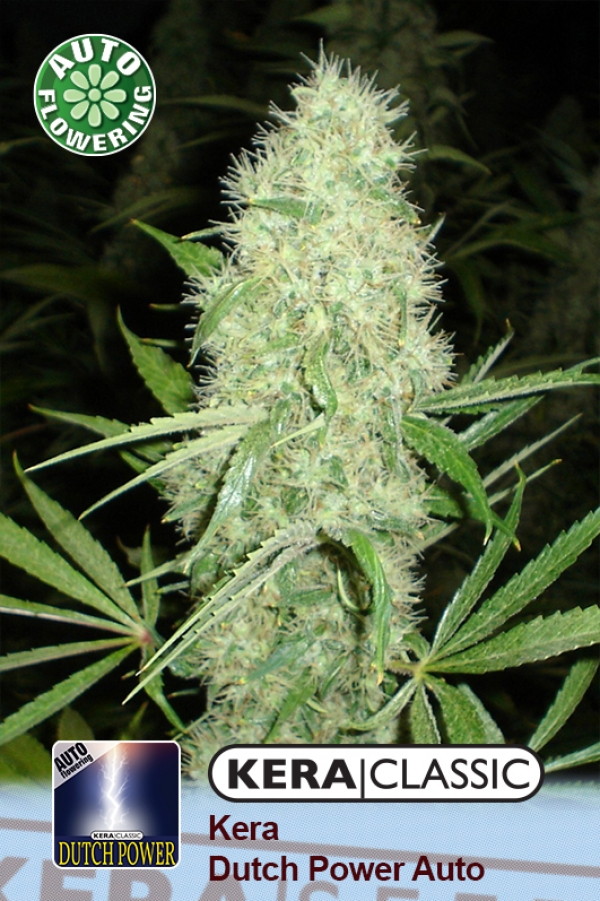 Dutch Power Auto Feminised Cannabis Seeds | Kera Seeds