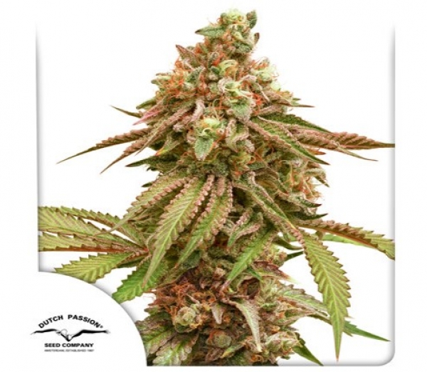 Tropical Tangie Feminised Cannabis Seeds | Dutch Passion 