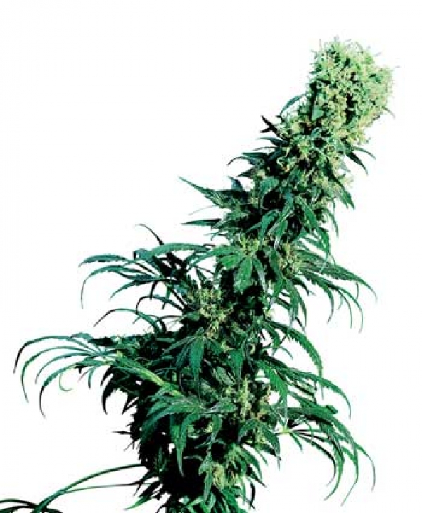 Early Pearl Regular Cannabis Seeds | Sensi Seeds 