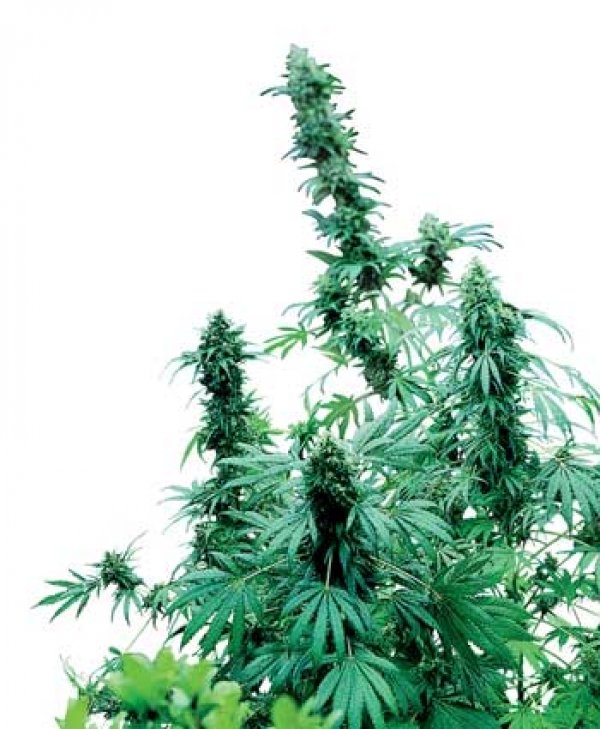 Early Skunk Feminised Cannabis Seeds | Sensi Seeds 