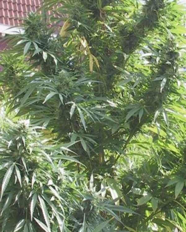 Easy Sativa Feminised Cannabis Seeds | Female Seeds 