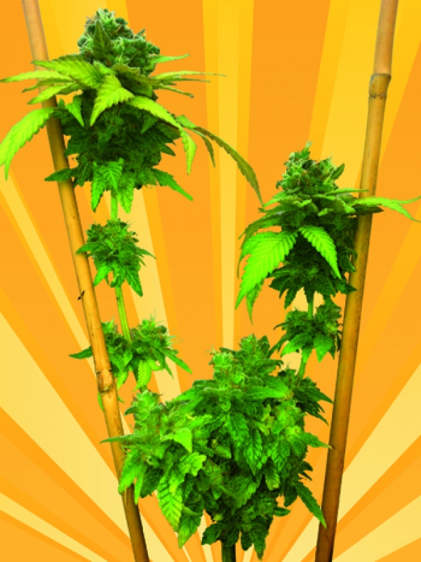 Little Stilton Auto Feminised Cannabis Seeds