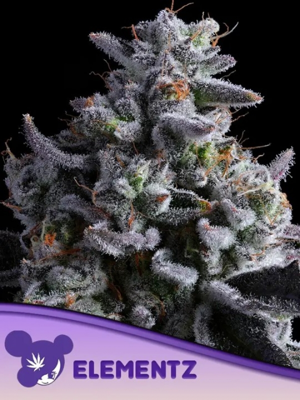 Elementz Feminised Cannabis Seeds - Anesia Seeds