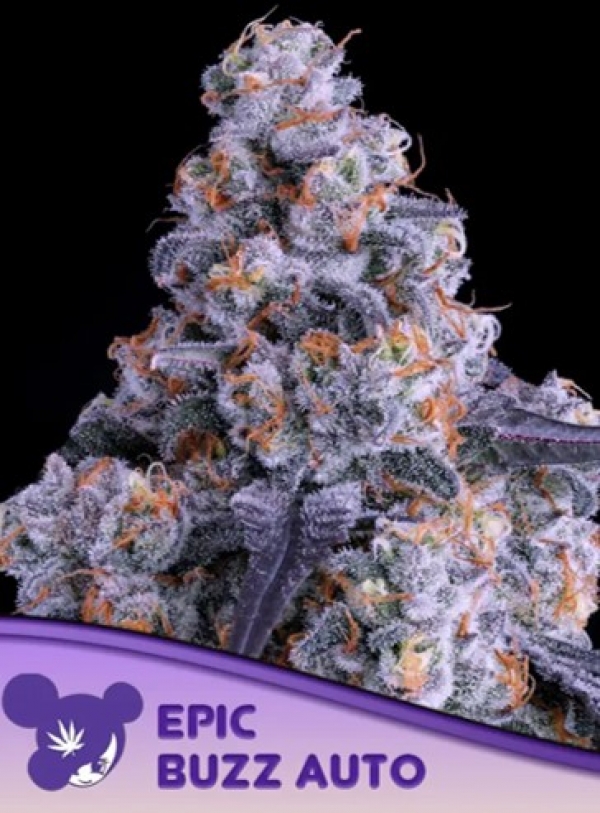 Epic Buzz Auto Feminised Cannabis Seeds - Anesia Seeds Epic Buzz Auto Feminised Cannabis Seeds - Anesia Seeds