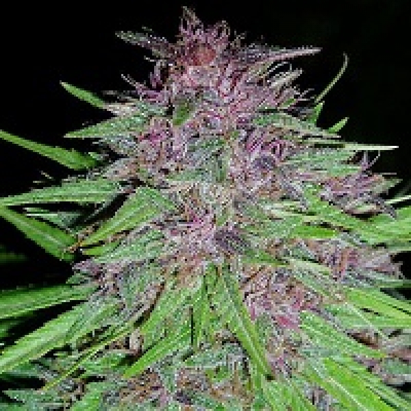 Erdpurt Feminised Cannabis Seeds | Ace Seeds