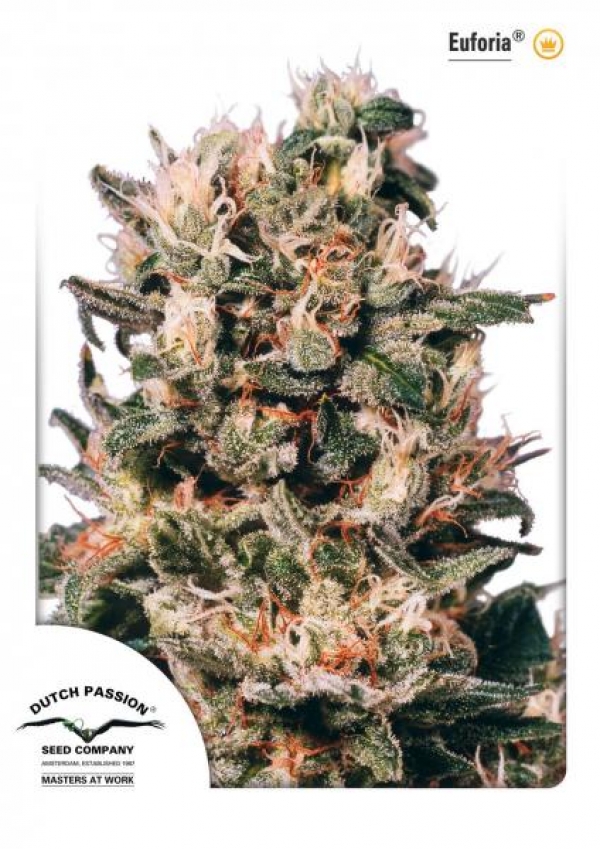 Euforia Feminised Cannabis Seeds | Dutch Passion 