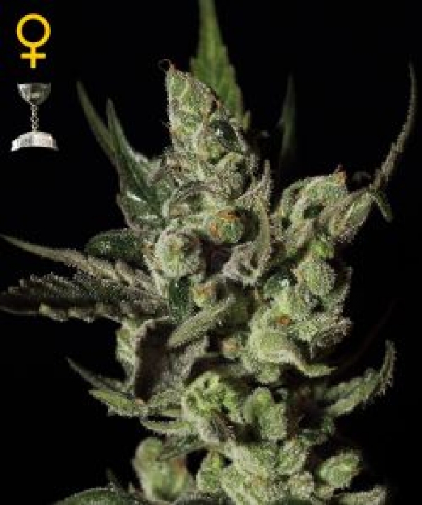 Exodus Cheese Feminised Cannabis Seeds | Green House Seeds