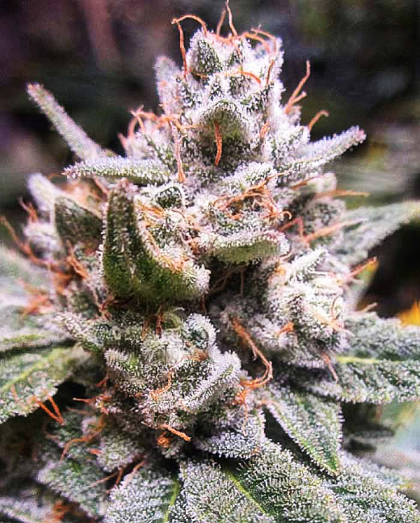 Lemon Haze Auto Feminised Cannabis Seeds | Expert Seeds