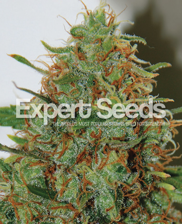 Expert Haze Feminised Cannabis Seeds | Expert Seeds