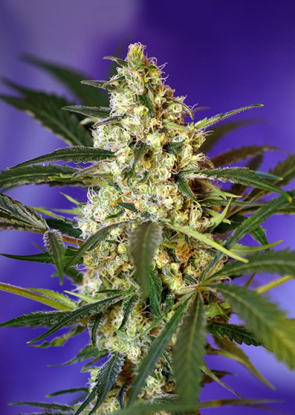 Fast Bud Auto Feminised Cannabis Seeds | Sweet Seeds
