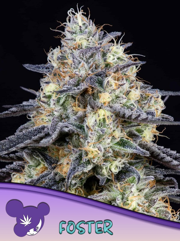 Foster Feminised Cannabis Seeds - Anesia Seeds