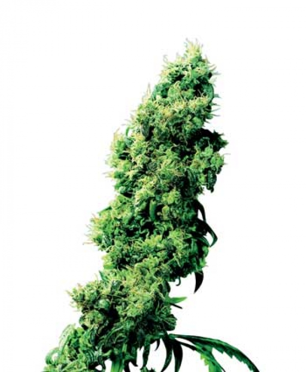 Four Way Regular Cannabis Seeds | Sensi Seeds 