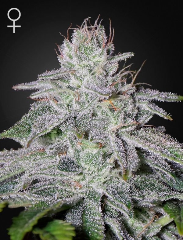 Francos Lemon Cheese Feminised Cannabis Seeds | Green House Seeds.