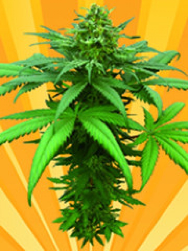 A Little Kushy Auto Regular Cannabis Seeds A Little Kushy Auto Regular Cannabis Seeds