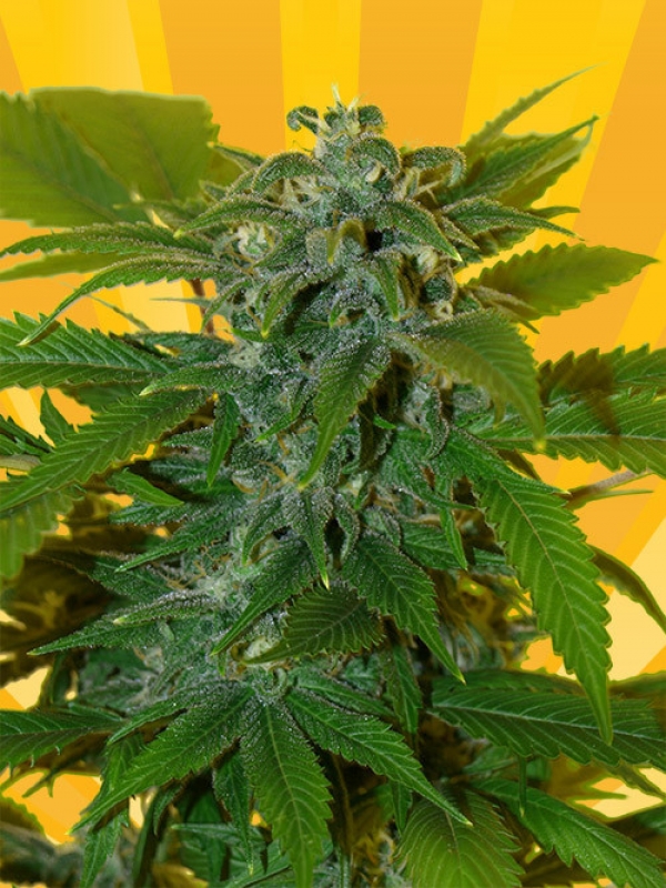 Blue Angel Regular Cannabis Seeds
