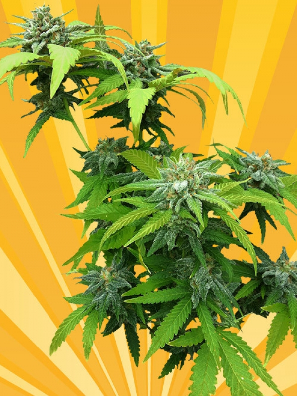 Stilton Breath Feminised Cannabis Seeds