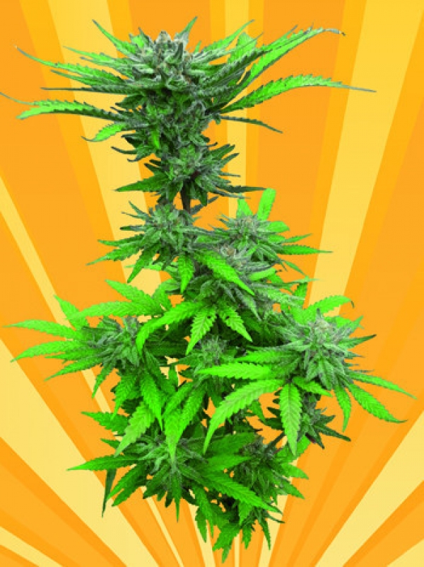 Crystal Dwarf Auto Feminised Cannabis Seeds