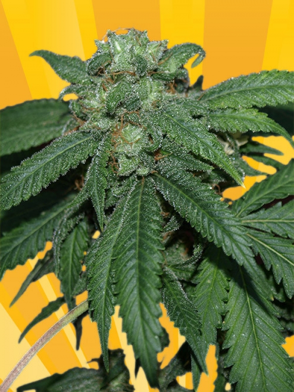 Hash Lover Feminised Cannabis Seeds