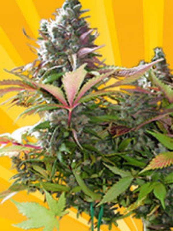 Mighty Grape Feminised Cannabis Seeds