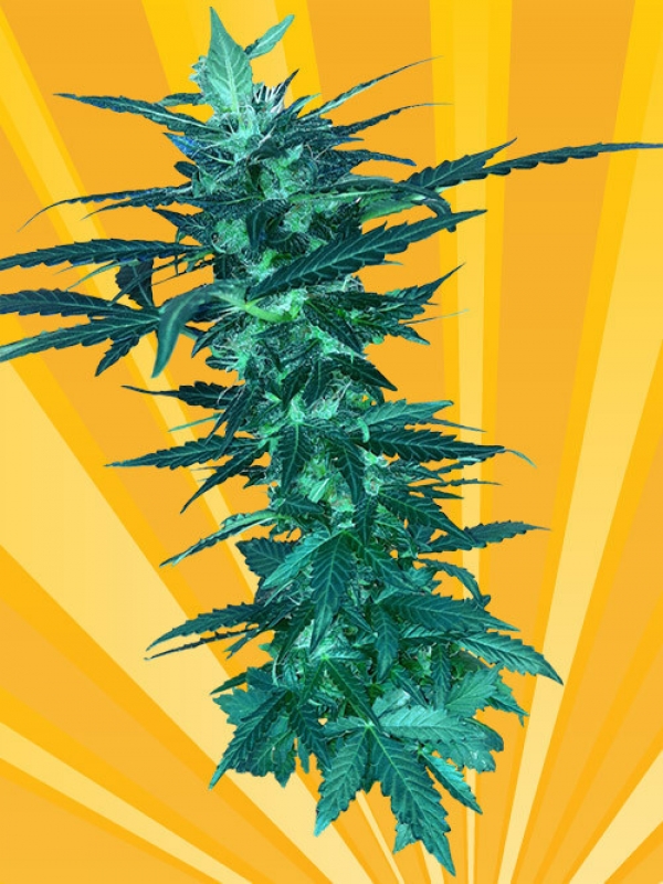 Short Nepali Auto Feminised Cannabis Seeds