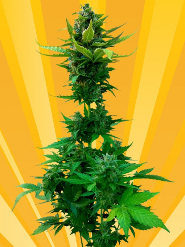 White Goblin Auto Feminised Cannabis Seeds White Goblin Auto Feminised Cannabis Seeds