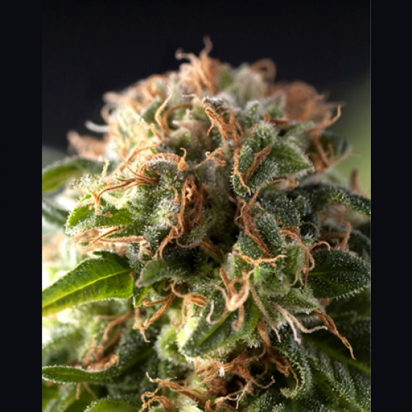 Auto Fresh Candy Feminised Cannabis Seeds | Pyramid Seeds