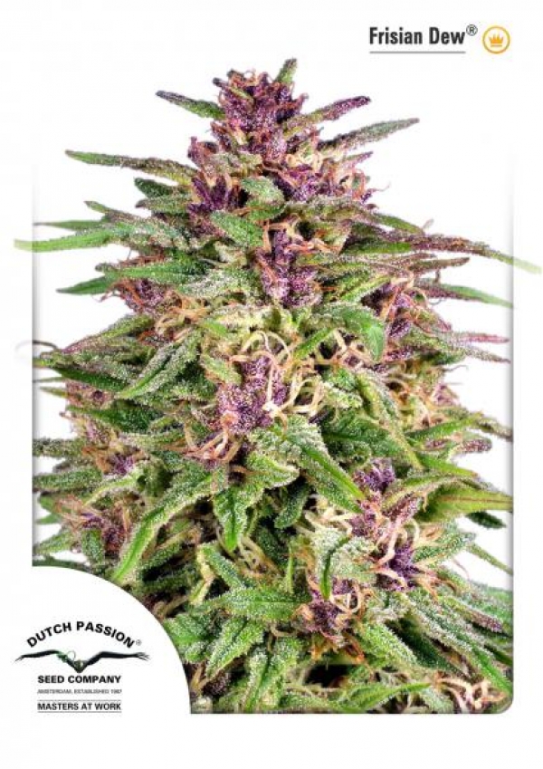 Frisian Dew Feminised Cannabis Seeds | Dutch Passion 