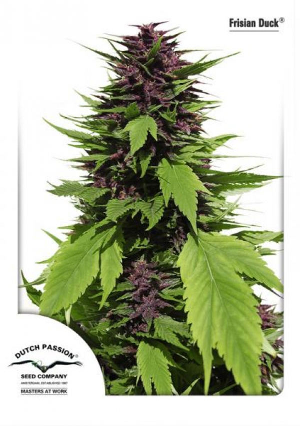 Frisian Duck Feminised Cannabis Seeds | Dutch Passion 