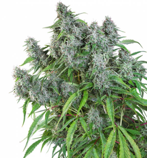 Frosty Friday - Super Sativa Seed Club