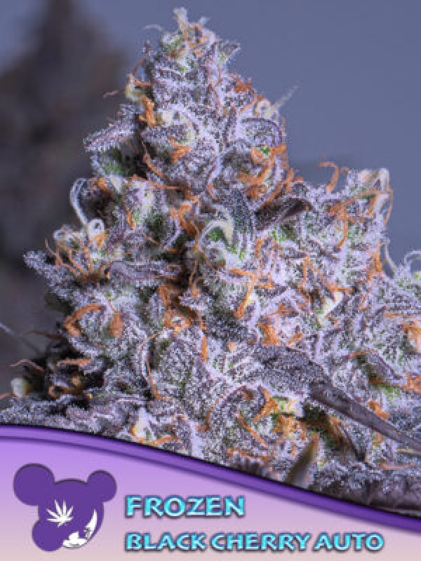 Frozen Black Cherry Auto Feminised Cannabis Seeds - Anesia Seeds