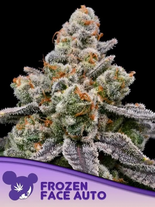 Frozen Face Auto Feminised Cannabis Seeds - Anesia Seeds