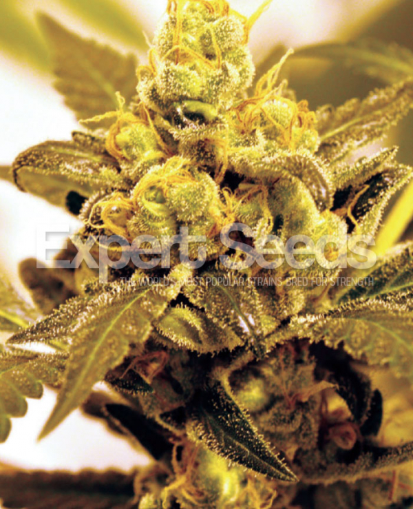 Fruit Salad Feminised Cannabis Seeds | Expert Seeds