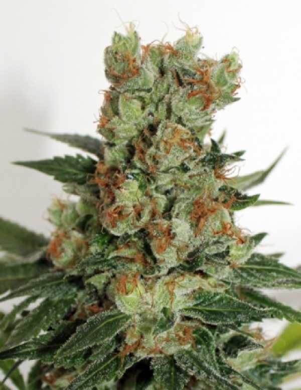 Fuel OG Feminised Cannabis Seeds