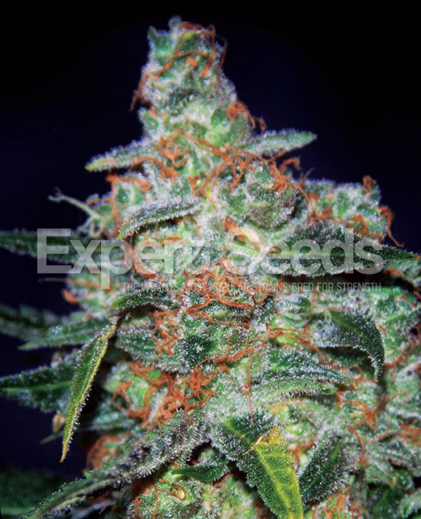 Cheese Auto Feminised Cannabis Seeds | Expert Seeds