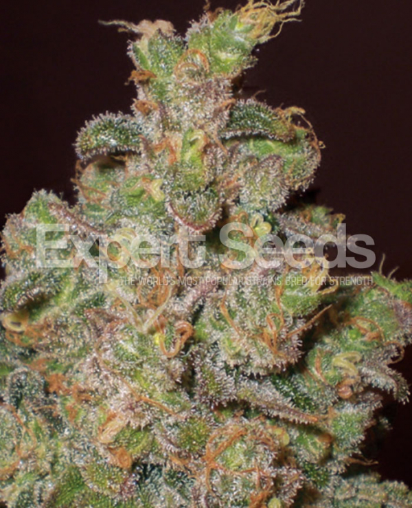 Cheese Feminised Cannabis Seeds | Expert Seeds