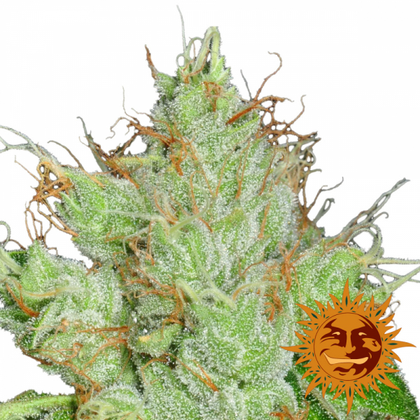 G13 Haze Regular Cannabis Seeds | Barney's Farm 