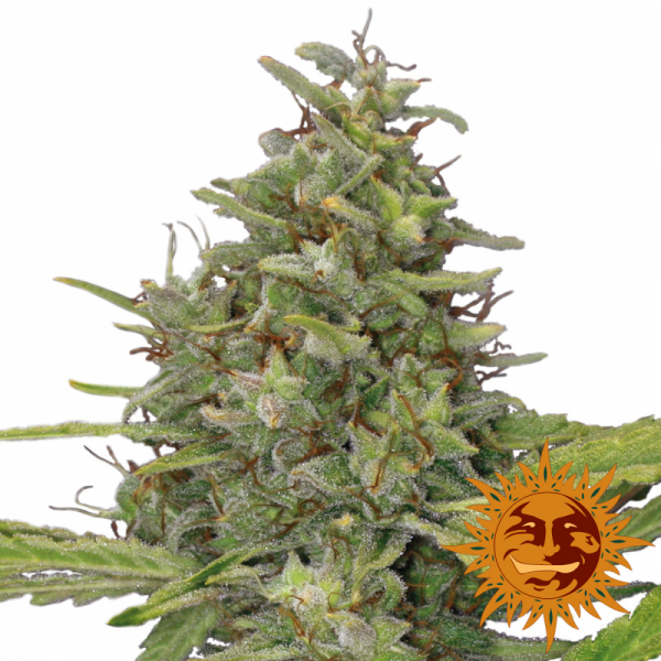 G13 Haze Feminised Cannabis Seeds | Barney's Farm 