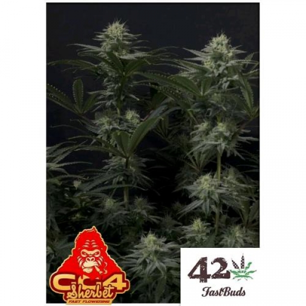 GG4 Sherbet FF Feminised Cannabis Seeds | Fast Buds. GG4 Sherbet FF Feminised Cannabis Seeds | Fast Buds.