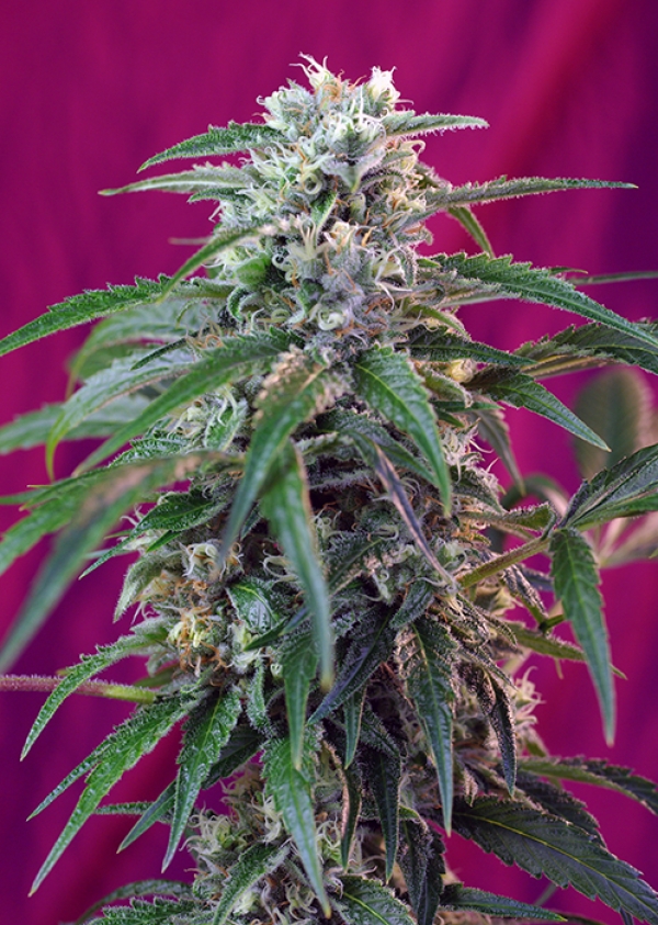 Green Poison Auto Feminised Cannabis Seeds | Sweet Seeds