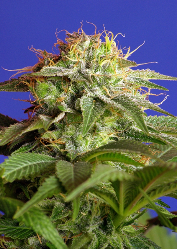 Green Poison Fast V Feminised Cannabis Seeds | Sweet Seeds