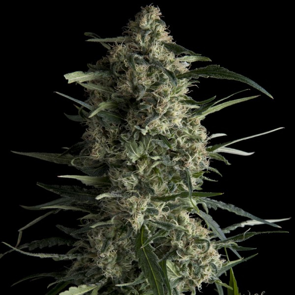 Galaxy CBD Feminised Cannabis Seeds | Pyramid Seeds