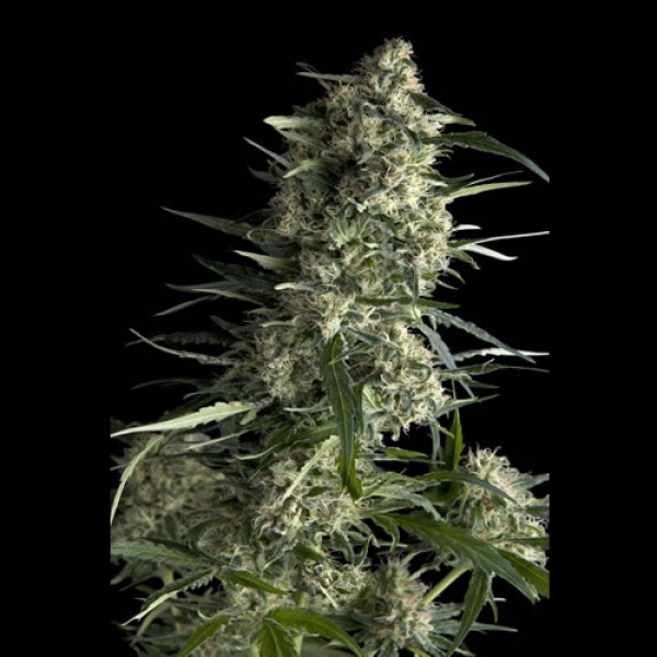 Galaxy Feminised Cannabis Seeds | Pyramid Seeds