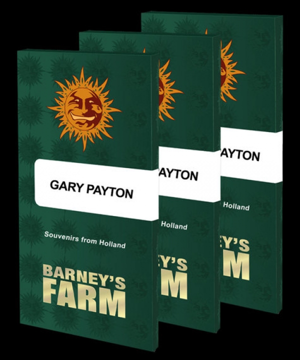 Gary Payton Feminised Cannabis Seeds | Barney's Farm.