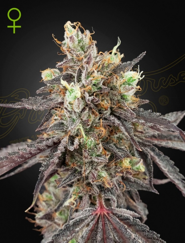 Gelato 41 X Gelato 41 Auto Feminised Cannabis Seeds | Green House Seeds.